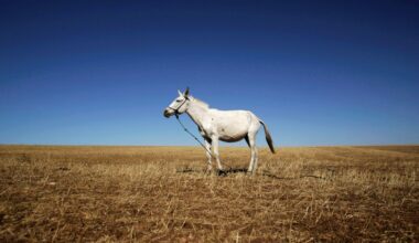 Febre do Nilo confirmada em Portugal e DGAV recomenda vacinação de cavalos