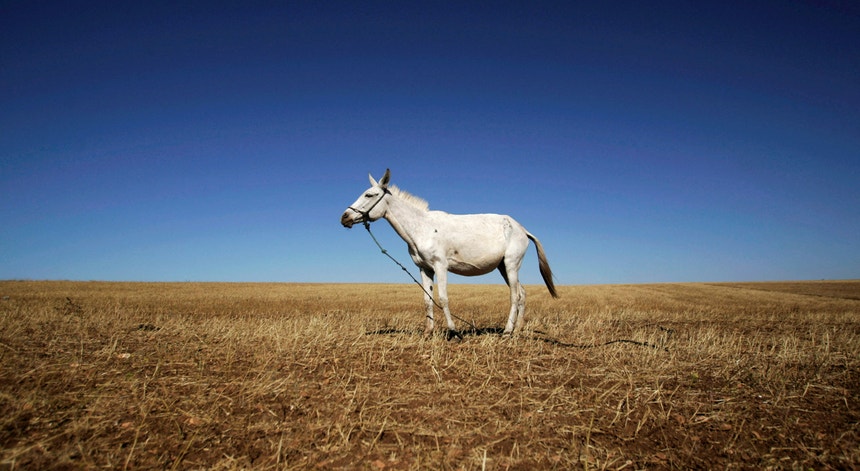 Febre do Nilo confirmada em Portugal e DGAV recomenda vacinação de cavalos