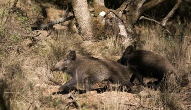 Jornal de Notícias Logo