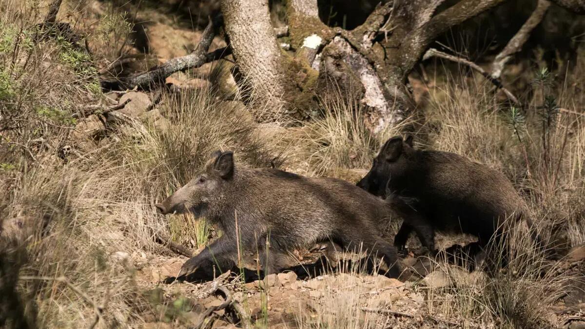 Jornal de Notícias Logo