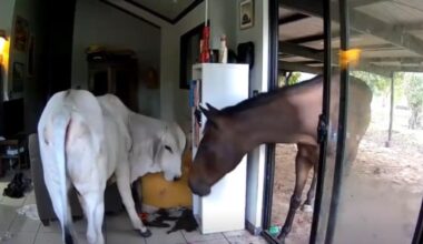 Jornal de Notícias Logo