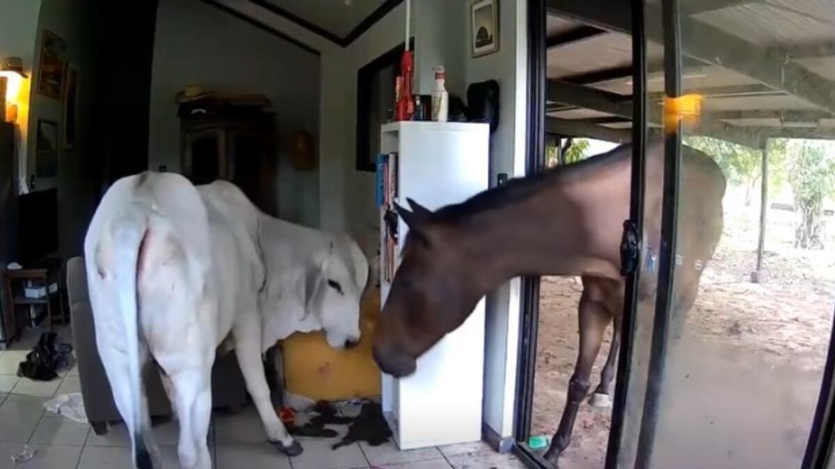 Jornal de Notícias Logo