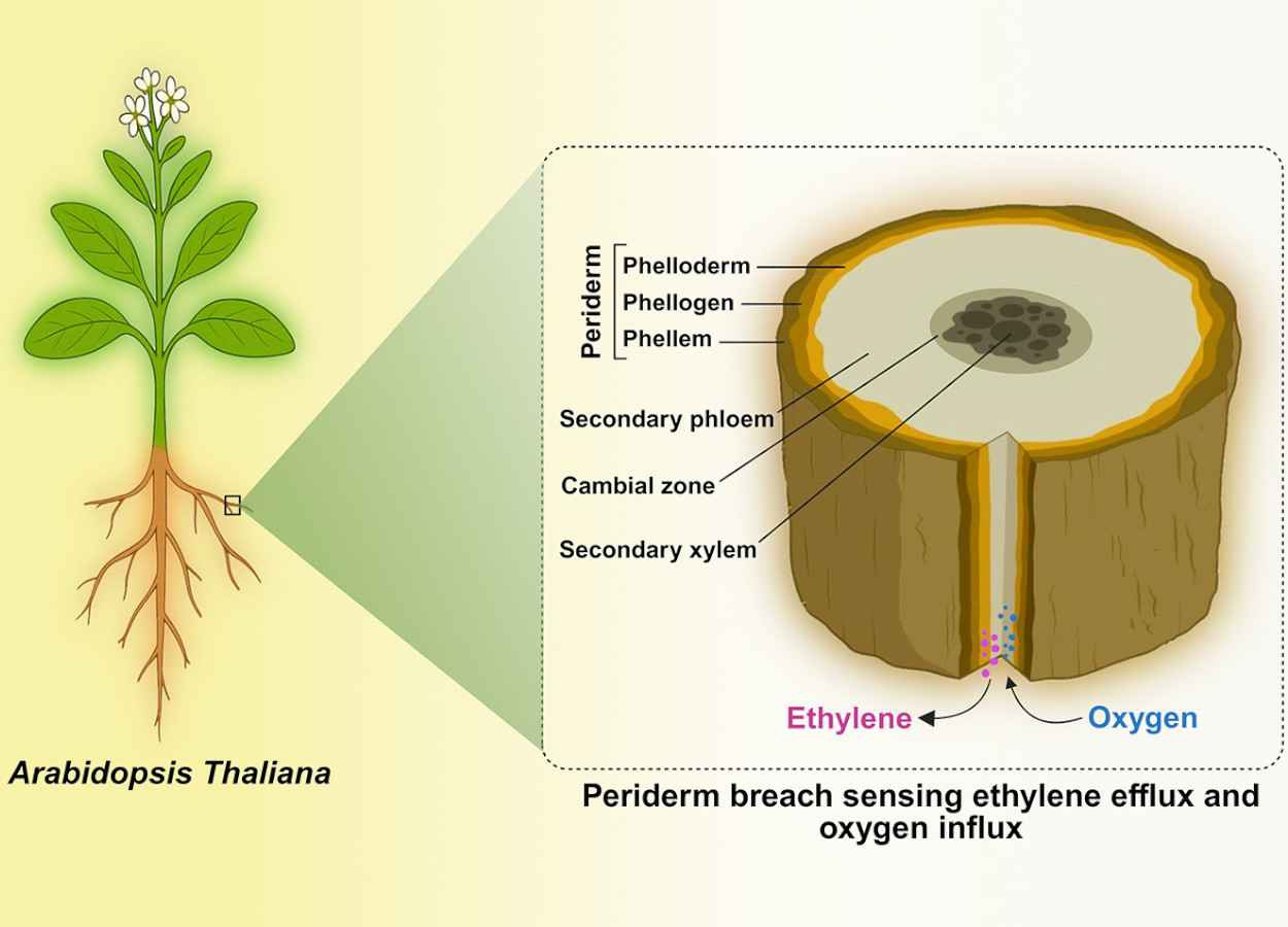 Etileno e oxigênio controlam regeneração de tecidos em plantas
