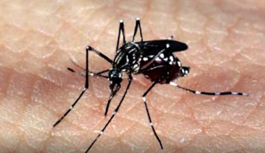 Dia D de mobilização contra a dengue e demais arboviroses será neste sábado (06)