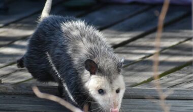 Homem morre contaminado por raiva após transplante de rim – Noticias R7