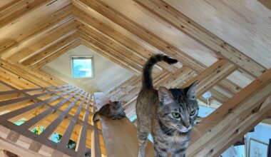 Arquitetos japoneses se especializam em projetos para gatos