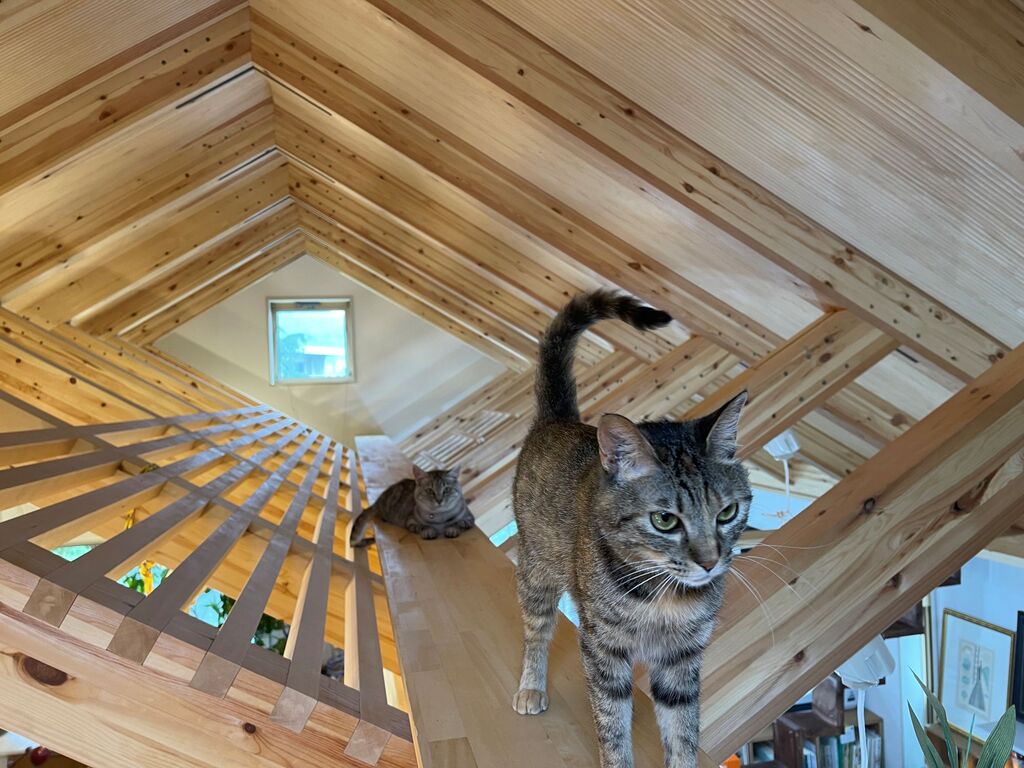 Arquitetos japoneses se especializam em projetos para gatos