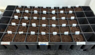 Pesquisa da UFMT desenvolve embalagem biodegradável a partir de óleo de pequi