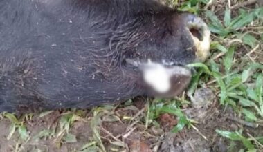 Caso de raiva animal é confirmado após morte de bovino em SC; autoridades alertam sobre riscos