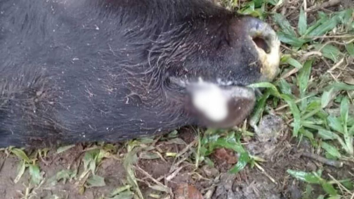 Caso de raiva animal é confirmado após morte de bovino em SC; autoridades alertam sobre riscos