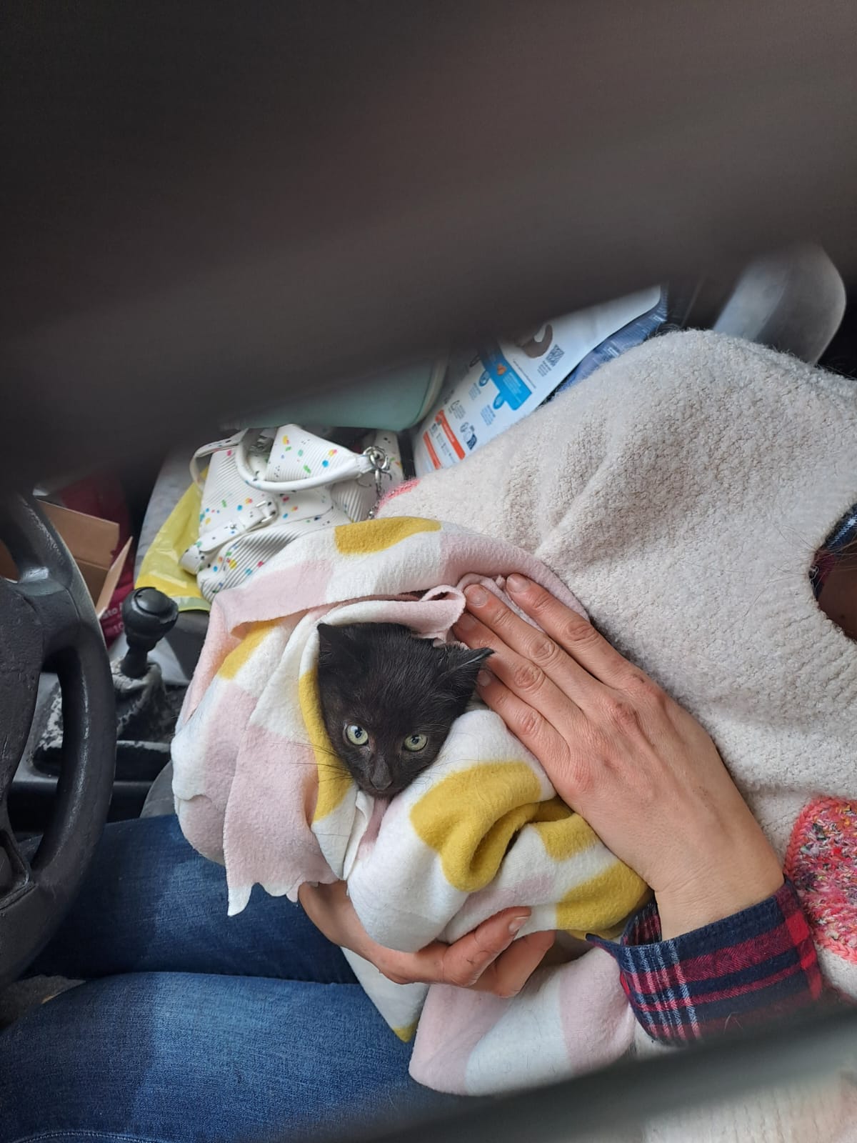 Gato foge ao frio mas fica preso no motor de um carro em braga. O final é feliz