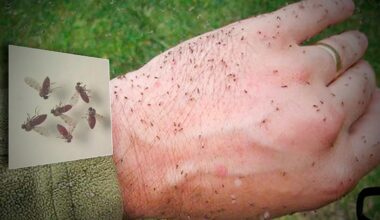 Estudo liga inseto maruim a surto de Oropouche com 6 mil casos na Amazônia