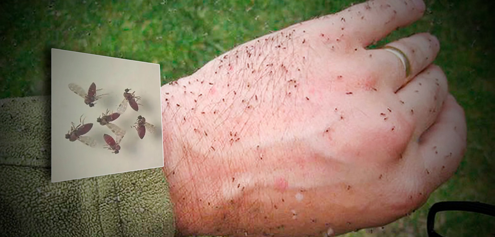 Estudo liga inseto maruim a surto de Oropouche com 6 mil casos na Amazônia