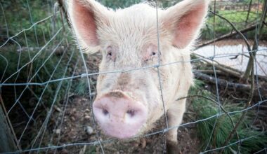 "Não se justificam medidas extra". Peste suína africana não gera preocupação em Portugal