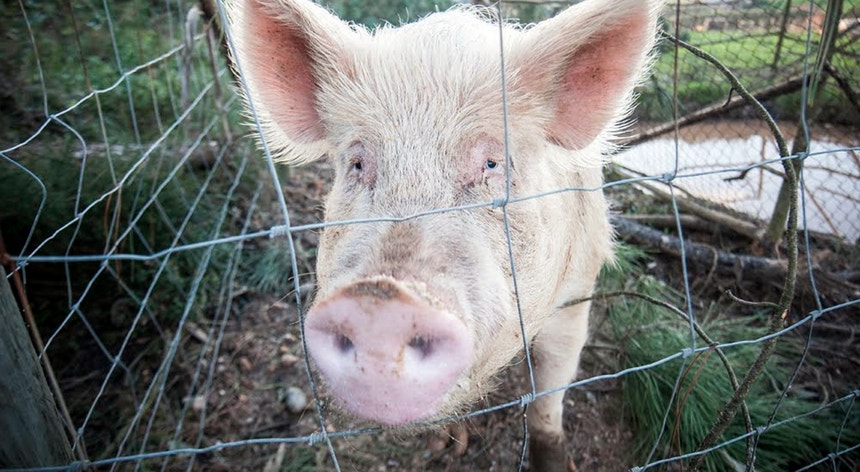 "Não se justificam medidas extra". Peste suína africana não gera preocupação em Portugal