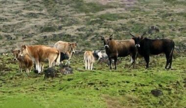 As vacas abandonadas na longínqua Ilha de Amesterdão continuam a fascinar cientistas
