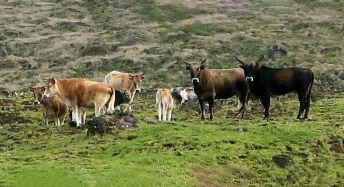 As vacas abandonadas na longínqua Ilha de Amesterdão continuam a fascinar cientistas