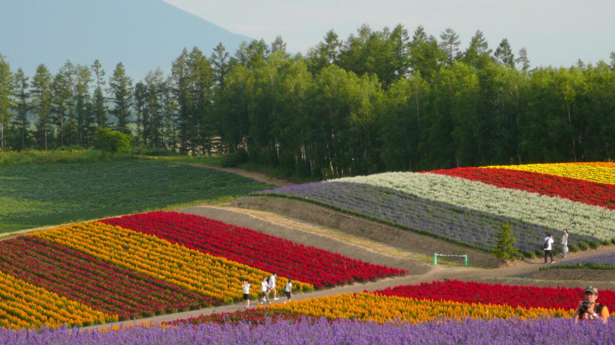Jornal de Notícias Logo