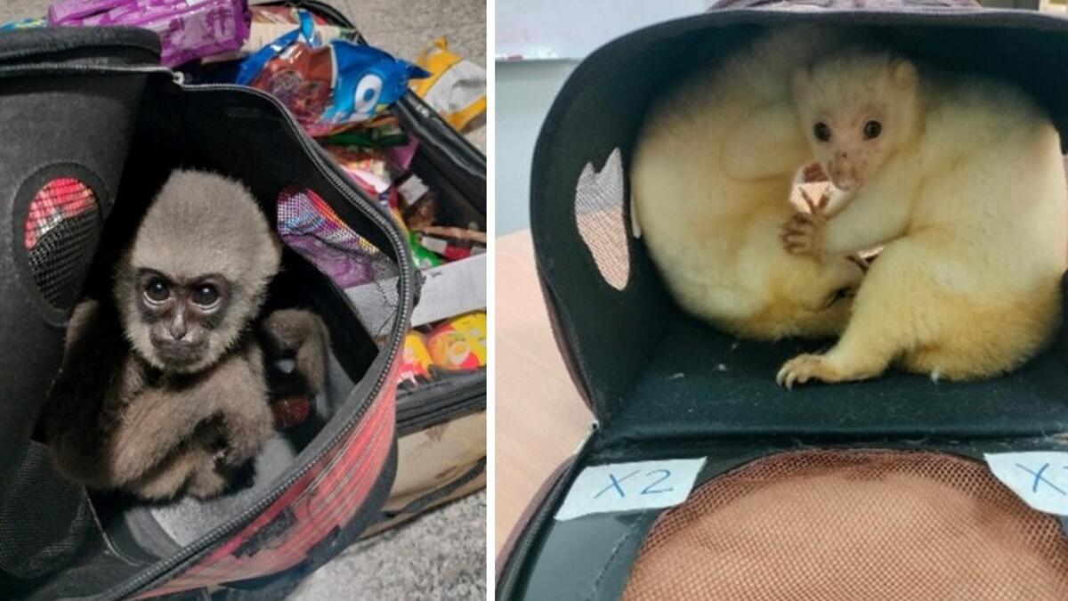 Jornal de Notícias Logo