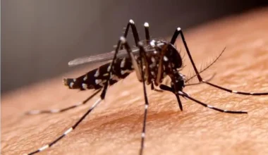 BAHIA TEM 39 CIDADES EM ALTO RISCO PARA CHIKUNGUNYA; SAIBA QUAIS E COMO SE PREVENIR