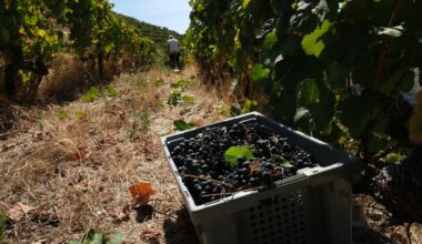 "Não é possível" acordo UE-Mercosul que ponha agricultores em risco