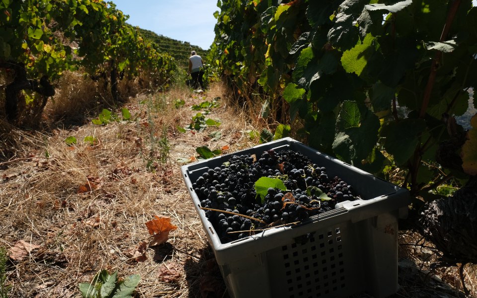 "Não é possível" acordo UE-Mercosul que ponha agricultores em risco