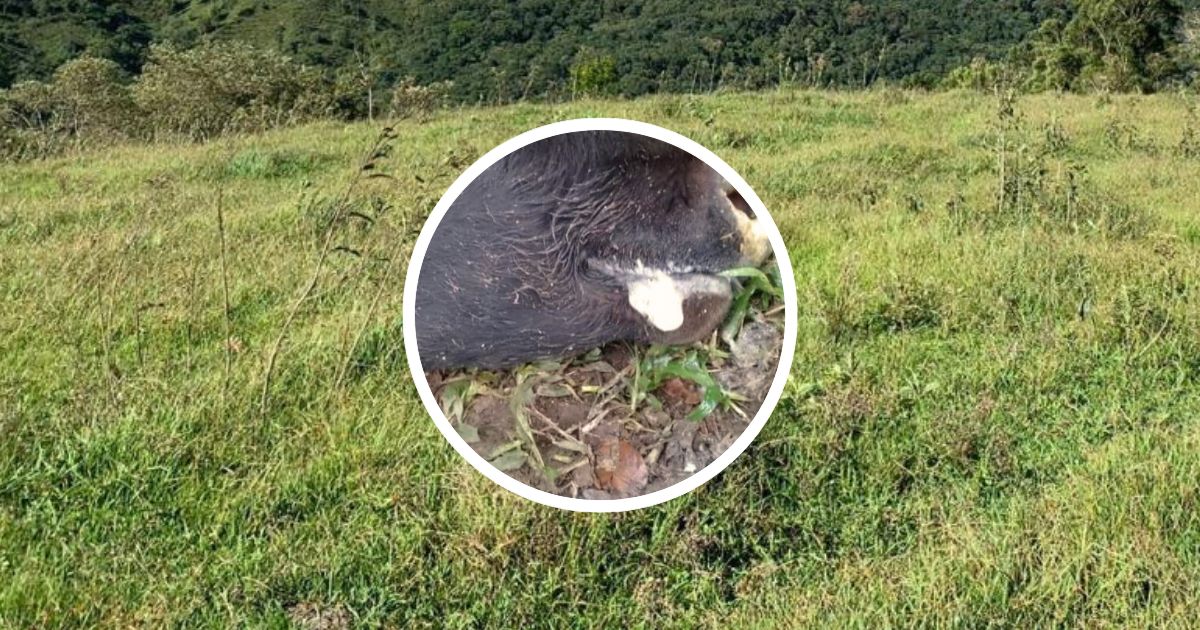 Raiva animal identificada em bovino em São Bento do Sul