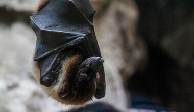 Cidade do interior de SP entra em alerta após morcego ser diagnosticado com raiva