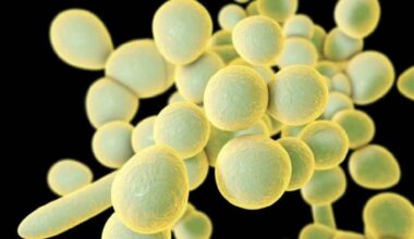 Fungo Candida auris é ameaça global à saúde, alertam cientistas