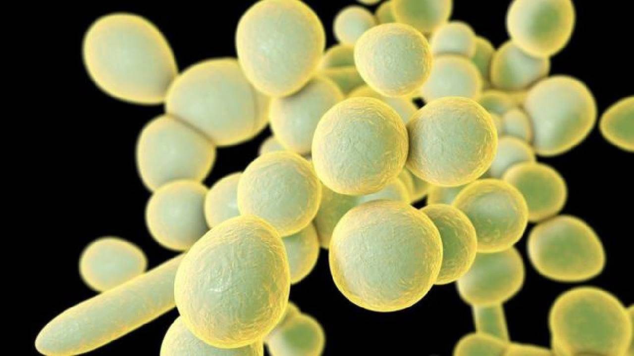 Fungo Candida auris é ameaça global à saúde, alertam cientistas