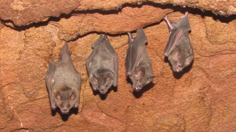 Cientistas identificam novo subgênero do coronavírus em morcegos brasileiros