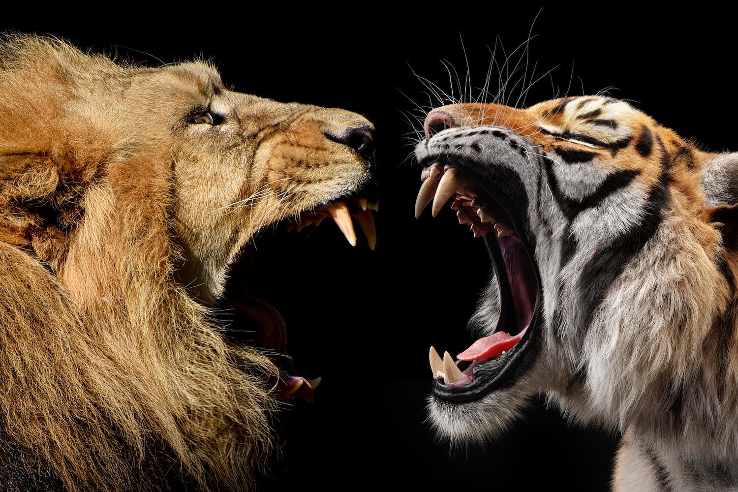 Leão vs. tigre: qual destes felinos venceria numa luta e seria coroado "Rei dos Animais"?