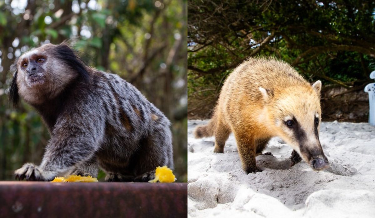 saguis e quatis causam acidentes em Florianópolis