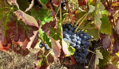 Viticultura. PJ detém oito pessoas por suspeitas de corrupção no Minho