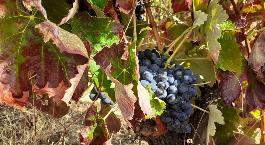 Viticultura. PJ detém oito pessoas por suspeitas de corrupção no Minho