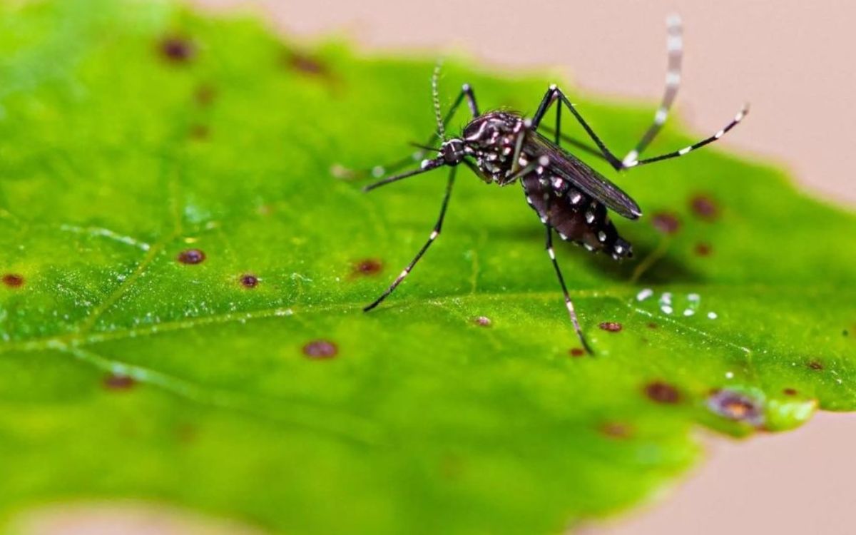Imagem do mosquito da dengue em uma planta, para fazer relação ao fato de que esse inseto está amplamente disseminado em SC 