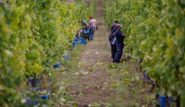 PJ Detém Oito Suspeitos de Corrupção no Setor do Vinho Verde