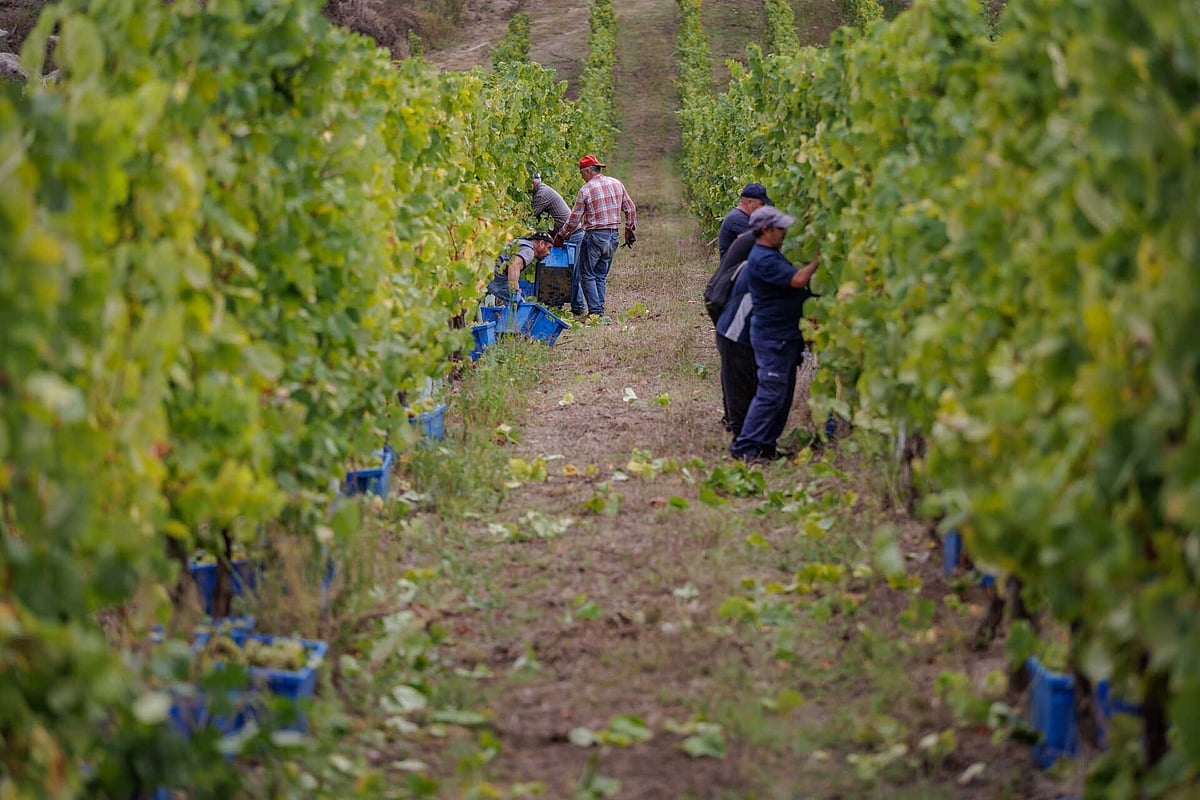 PJ Detém Oito Suspeitos de Corrupção no Setor do Vinho Verde