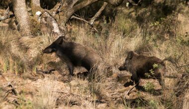 Catalunha Mobiliza 250 Agentes em Collserola