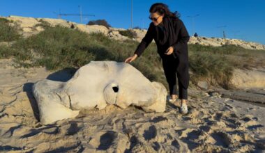 Jornal de Notícias Logo