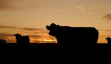 campanha contra brucelose termina nesta quarta (31)