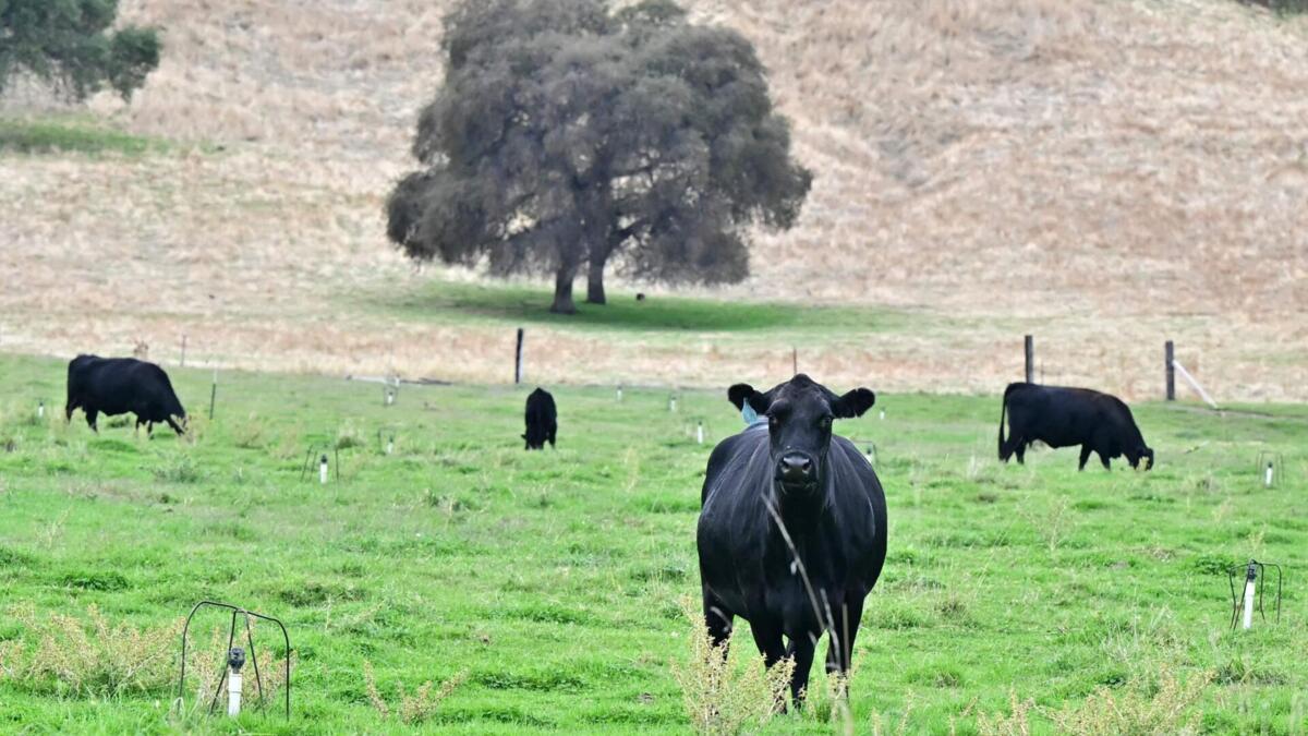 Jornal de Notícias Logo