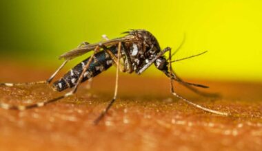Brasileiro cria Aedes incapaz de transmitir doenças e vira destaque da ciência em 2025