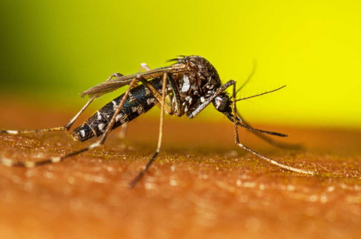 Brasileiro cria Aedes incapaz de transmitir doenças e vira destaque da ciência em 2025