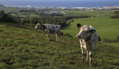 Jornal de Notícias Logo