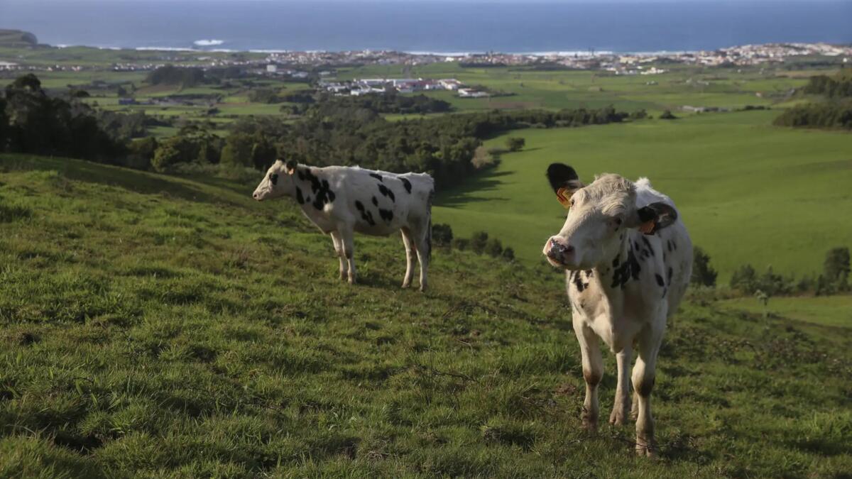 Jornal de Notícias Logo
