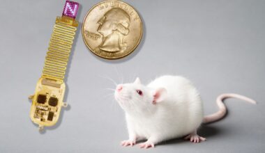 Cientistas transmitiram informação diretamente para o cérebro de ratos