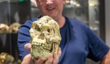 Fóssil mais completo de ancestral humano pode ser de espécie nunca documentada