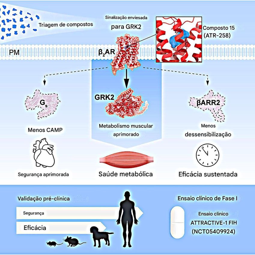 O ATR-258 simula efeitos dos exercícios físicos para o músculo queimar glicose • Aikaterini Motso et al., Cell, 2025/Reprodução