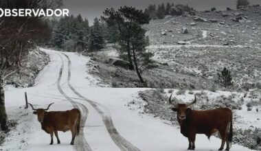 Várias zonas do país pintadas de branco no início do inverno – Observador